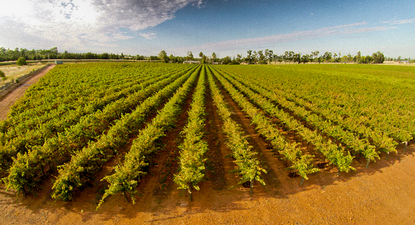 Lillypilly vineyard overview